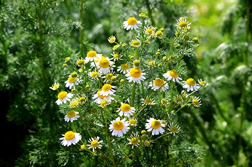 Organic Chamomile Roman