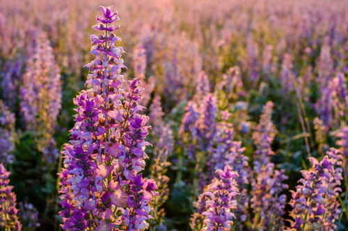 Organic Clary Sage