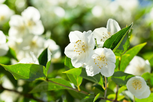 Organic Jasmine