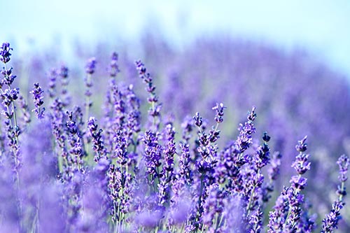 Organic Lavender