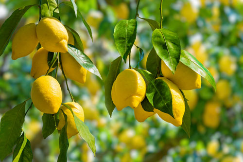 Organic Lemon