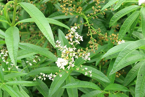 Organic Lemon Verbena