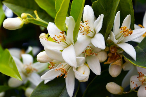 Organic Neroli