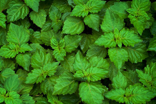 Organic Patchouli