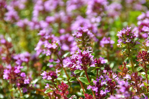 Organic Thyme Linalool