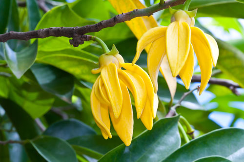 Organic Ylang Ylang